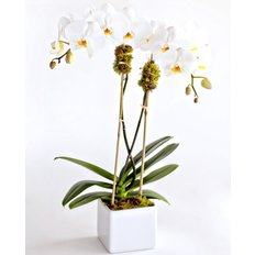 Double Stem Orchids
