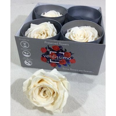 Ivory Preserved Premium Roses, 4pcs