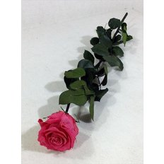 Preserved Rose, Fuchsia